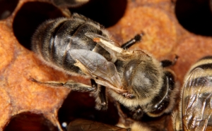 Honigbiene mit verkrüppelten Flügeln als Folge des Deformed Wing Virus 